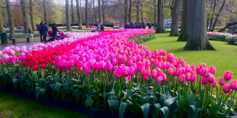 Amsterdam cosa vedere - Tulipani colorati nel parco di Keukenhof ad Amsterdam
