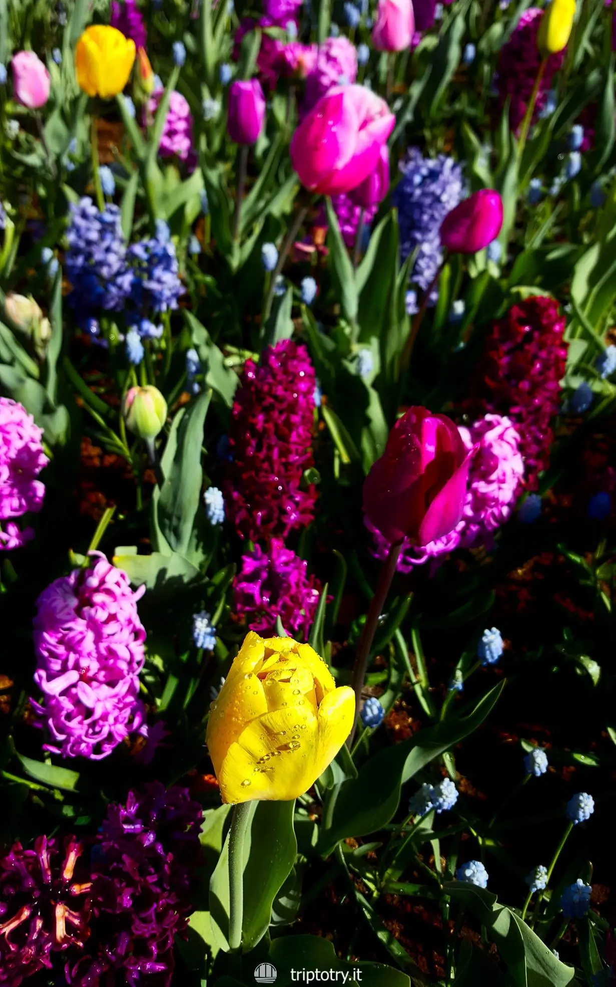 Amsterdam cosa vedere - Colorati bulbi fioriti di tulipani e giacinti a Keukenhof ad Amsterdam