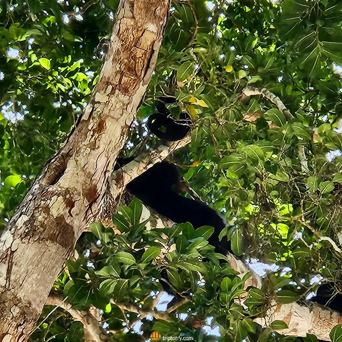 Scimmie nella riserva della Biosfera di Calakmul, nella penisola dello Yucatan in Messico