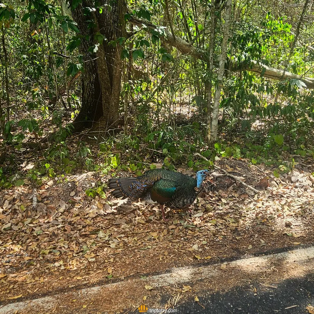 Tacchino ocellato nella riserva della biosfera di Calakmul, nella penisola dello Yucatan in Messico