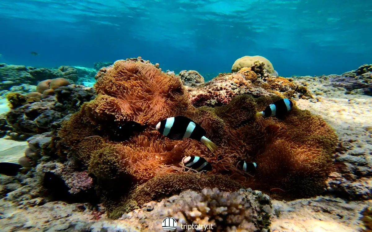 Isole Gili quale scegliere? Pesci pagliaccio con anemone e corallo durante snorkeling a isole Gili in Indonesia - the best gili island to visit