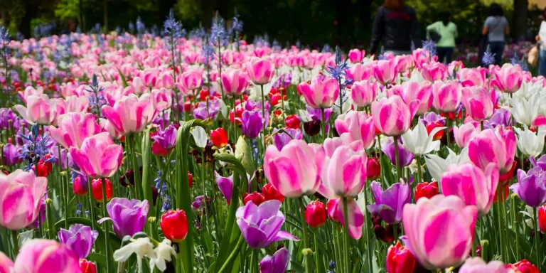 Keukenhof parco dei tulipani Amsterdam - fioritura dei tulipani a Keukenhof in Olanda