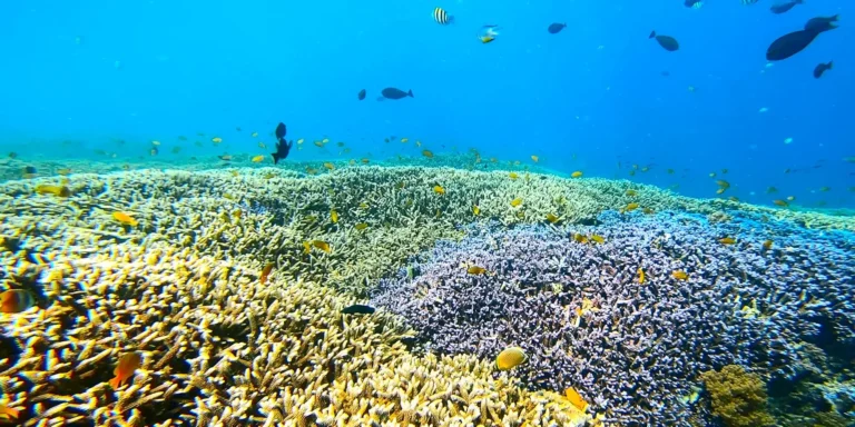 Come fare snorkeling - Snorkeling nella barriera corallina del mare