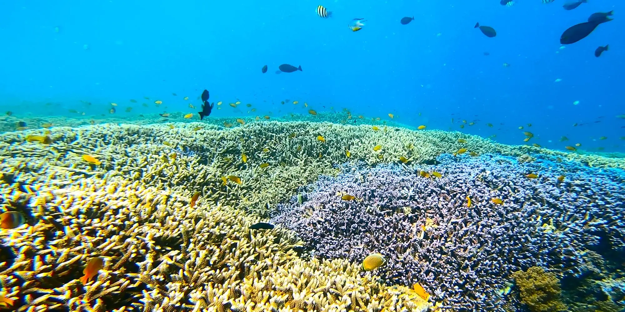 Come fare snorkeling - Snorkeling nella barriera corallina del mare