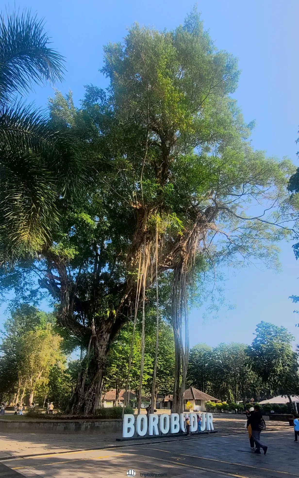 tempio di Borobudur: ingresso al tempio con grosso albero