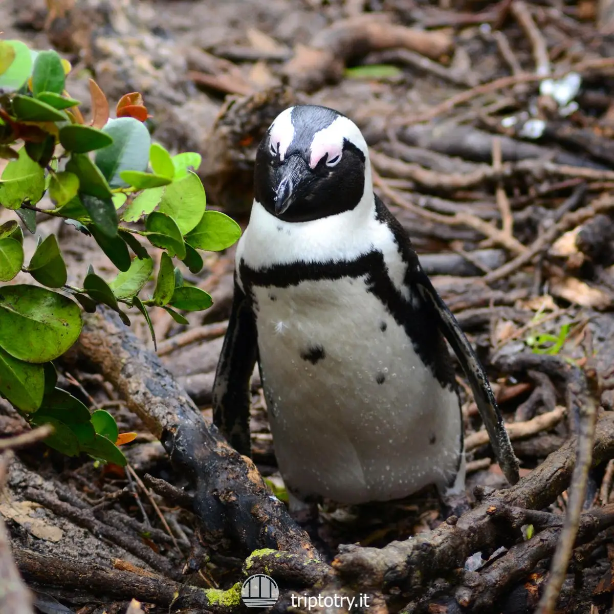 Cose da vedere a Cape Town - Pinguino a Boulders Beach a Cape Town in Sudafrica