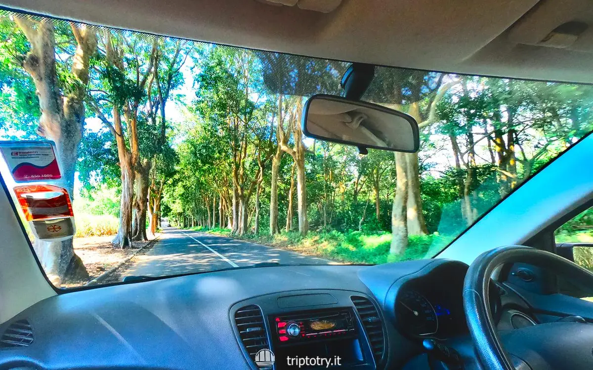 Mauritius fai da te - Alla guida in macchina nelle strade fiancheggiate da alberi a Mauritius - tips for traveling to Mauritius
