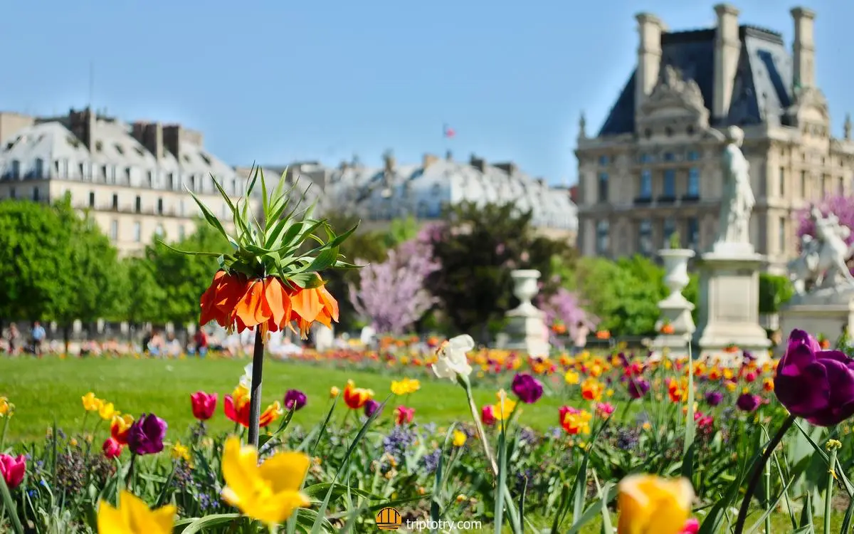10 cose da vedere parigi - Vista sulle aiuole piene di fiori colorati del Jardin des Tuileries e sullo sfondo il Muséè du Louvre a Parigi