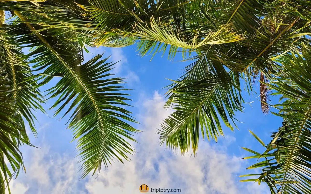 Isola di Dhigurah Maldive - cielo azzurro e palme verdi a Dhigurah