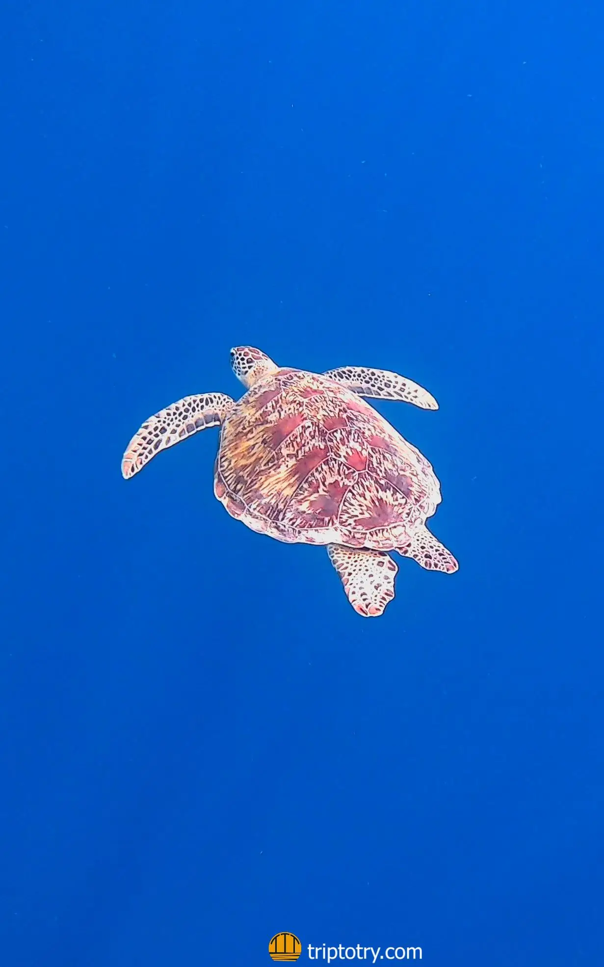 Isola di Dhigurah Maldive - tartaruga