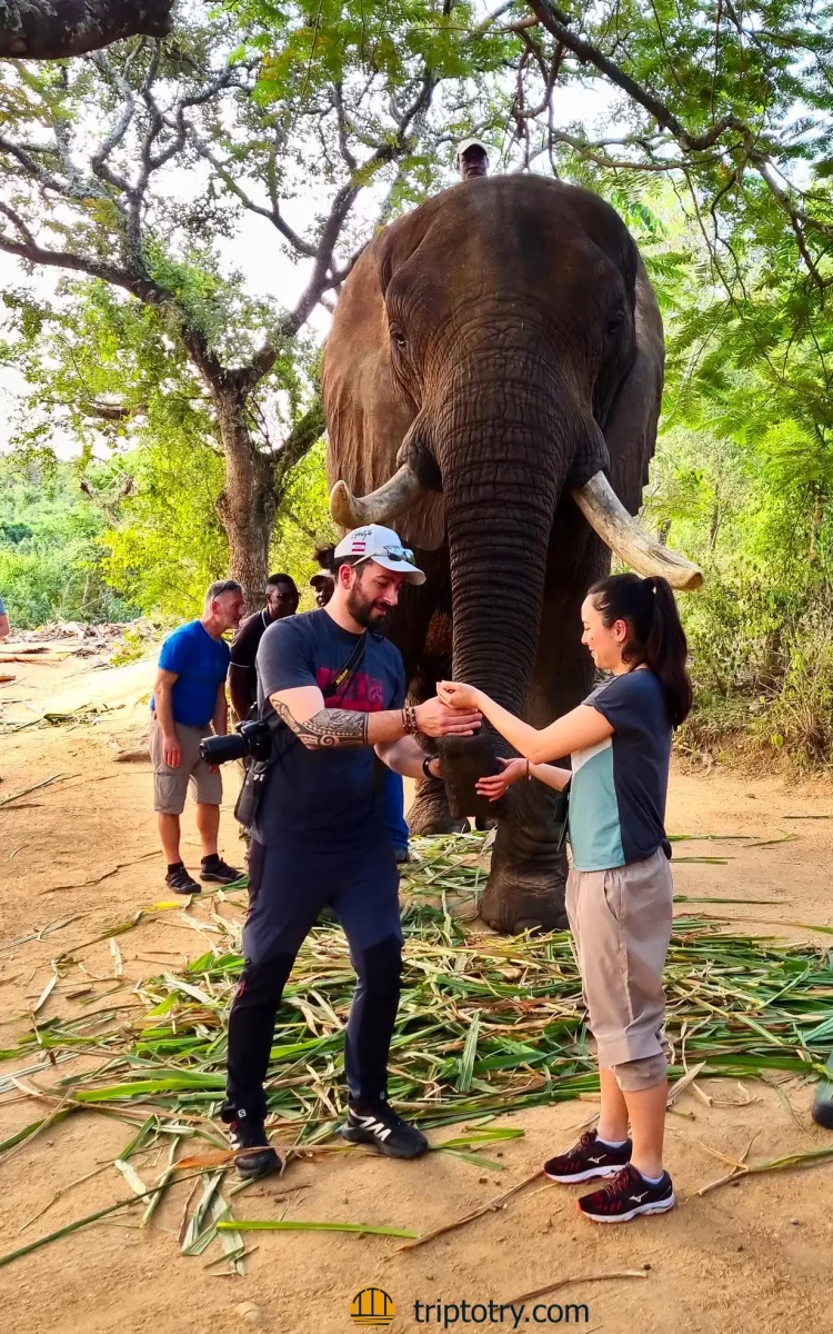 cosa da vedere in sudafrica: Al rifugio per elefanti Elephant Whispers in Sudafrica si può dare il cibo agli animali e interagire con loro - places to visit in Mpumalanga