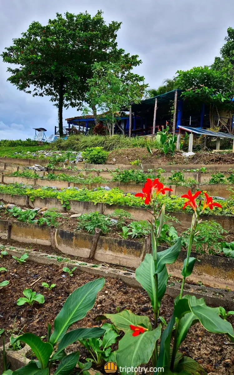 Itinerario di 10 giorni a Cuba: Finca Agreologica