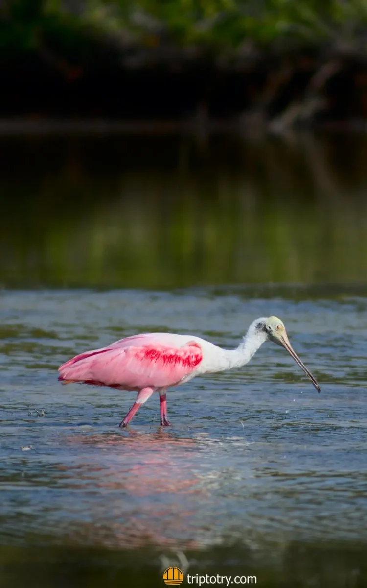La spatola rosata è uno degli uccelli che si possono vedere facendo birdwatching al Rio Lagartos in Messico