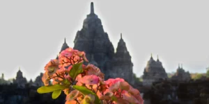 Primo piano su fiori e sullo sfondo il tempio di Prambanan