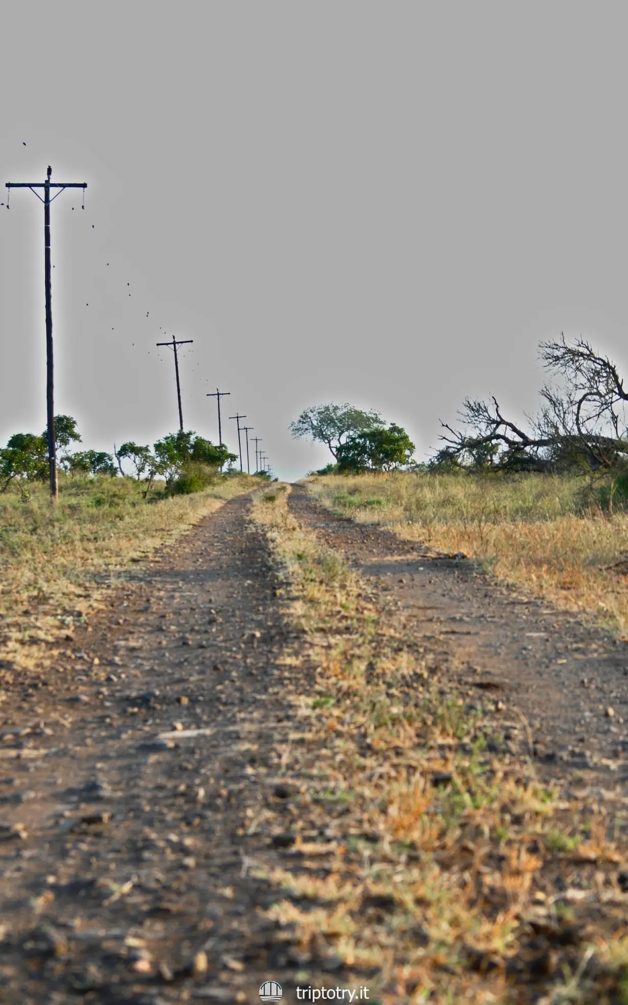 Strada sterrata per il safari con i ranger nel Kruger National Park