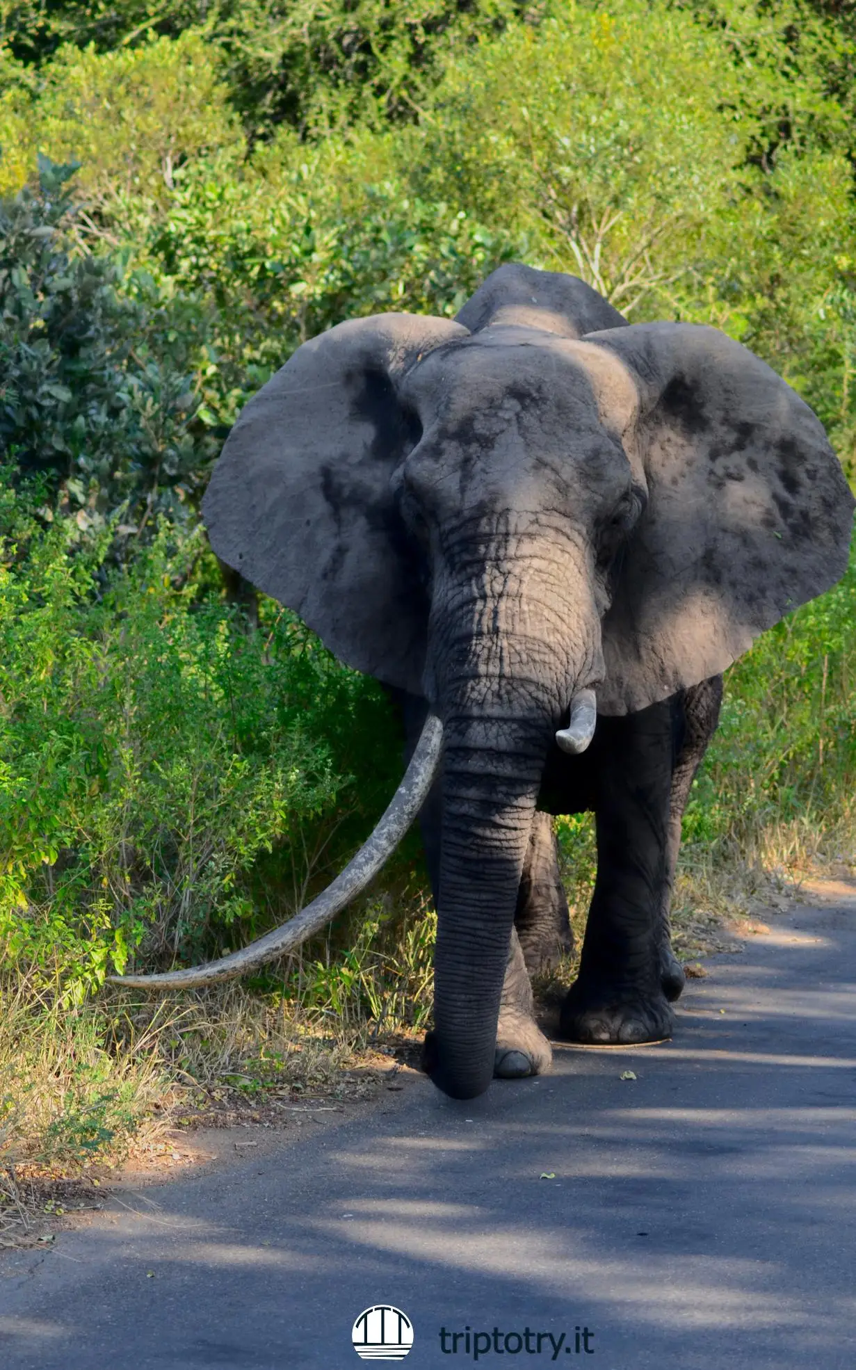 Elefante, uno dei big five presente nel Kruger National Park