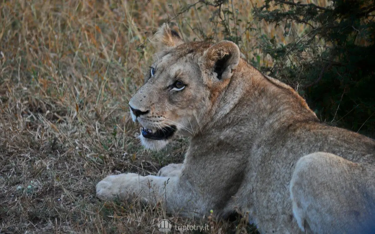 Leonessa dei big five avvistabile con un safari nel Kruger National Park