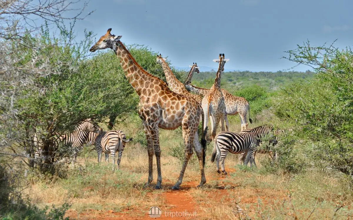 Giraffe e zebre durante un safari nel Kruger National Park