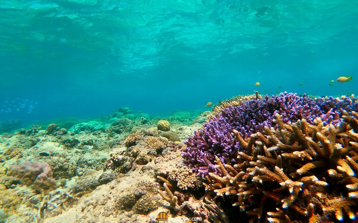 Isole Gili mare - barriera corallina alle isole gili