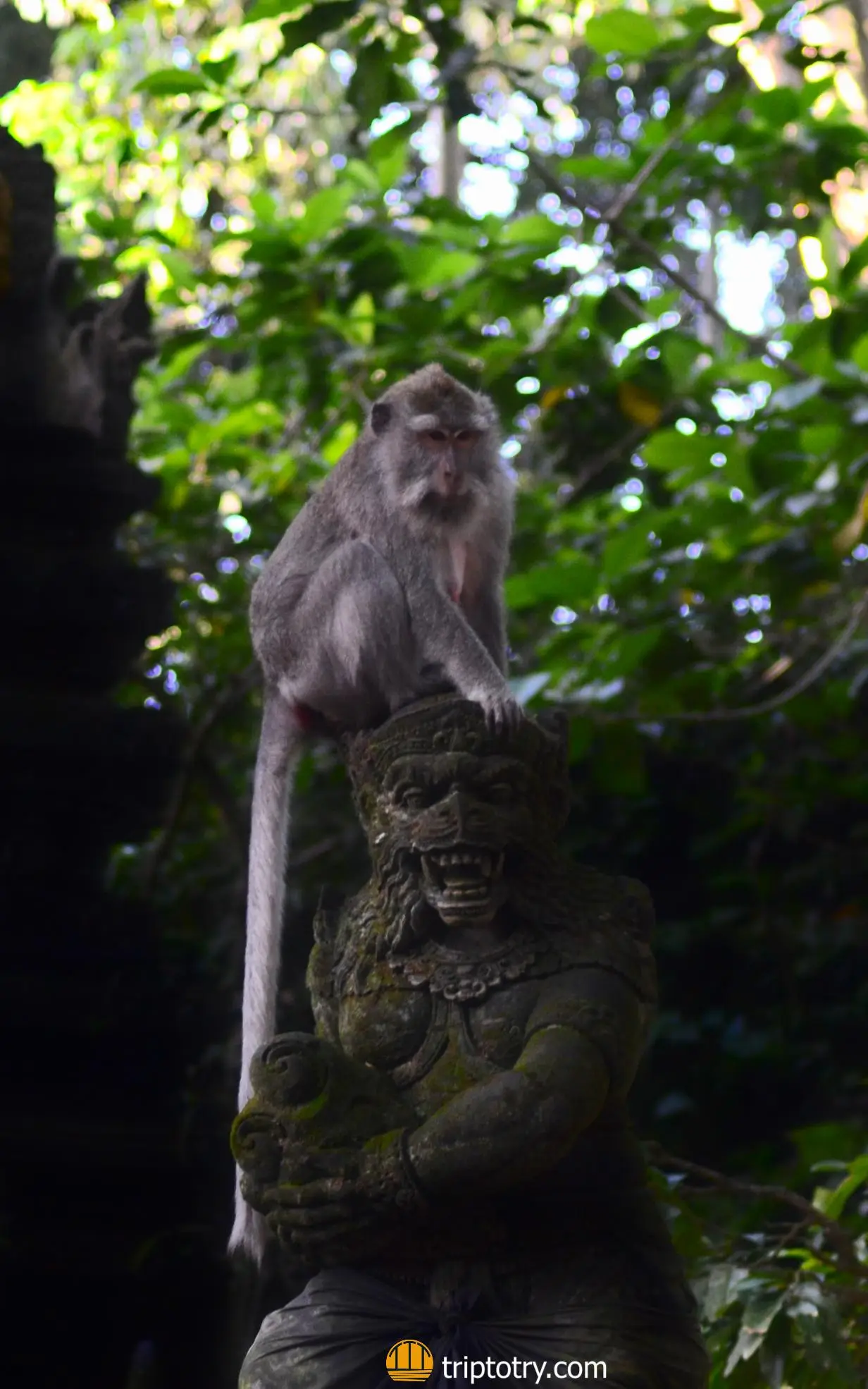 Itinerario Bali 7 giorni - Foresta delle scimmie di Ubud