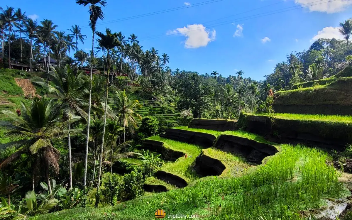 Itinerario Bali 7 giorni - risaie terrazzate Abian Desa