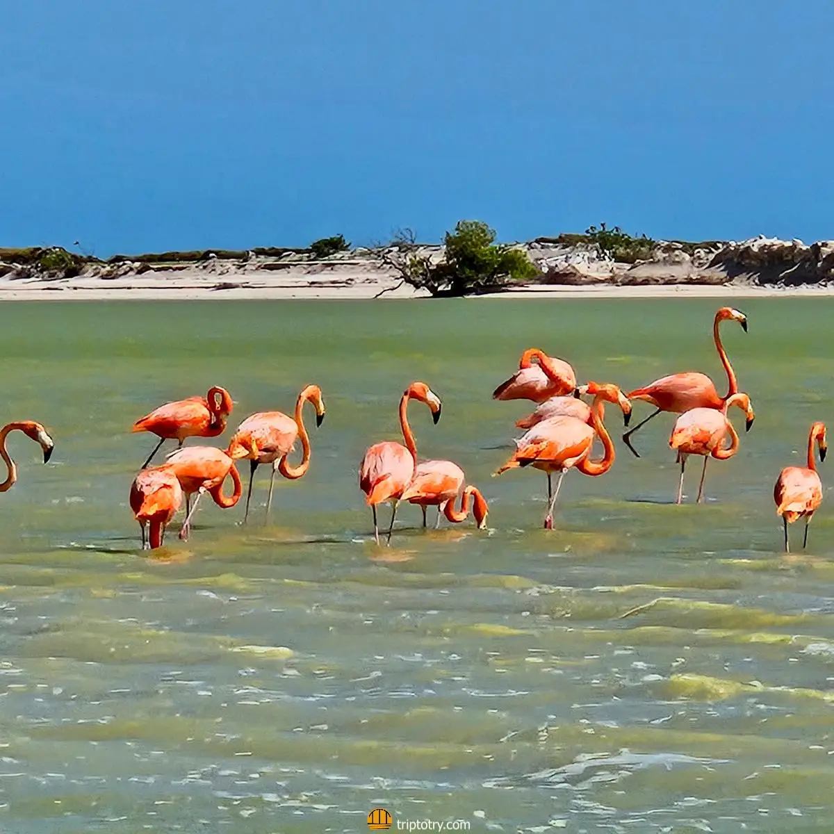 pink flamingos at rio lagartos biosphere reserve in yucatan, a nature reserve to visit on a 14 day yucatan itinerary