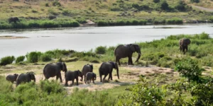 ITINERARIO SUDAFRICA 10 GIORNI - Elefanti attraversano un fiume al Kruger National Park - 10 days in South Africa travel itinerary