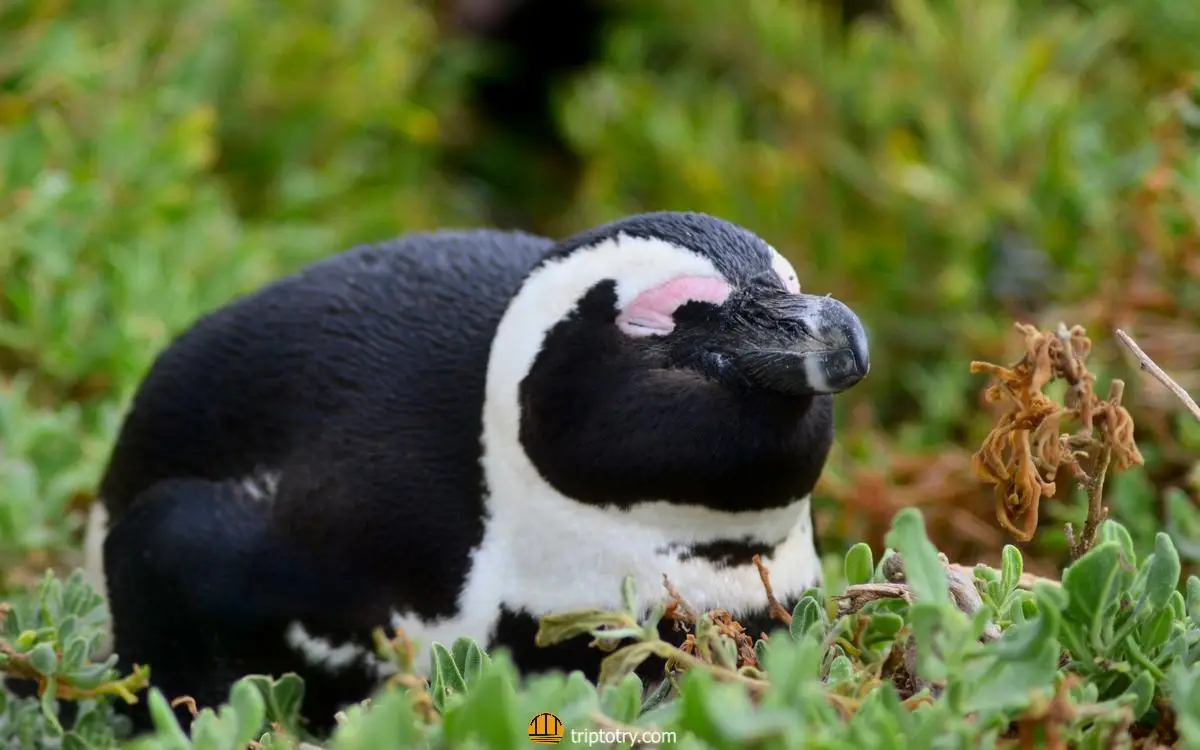 ITINERARIO SUDAFRICA 10 GIORNI - Pinguino a Boulders Beach - 10 days in South Africa travel itinerary