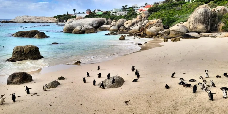 Itinerario Cape Town cosa vedere in 4 giorni: pinguini a Boulders Beach - 4 days in Cape Town itinerary