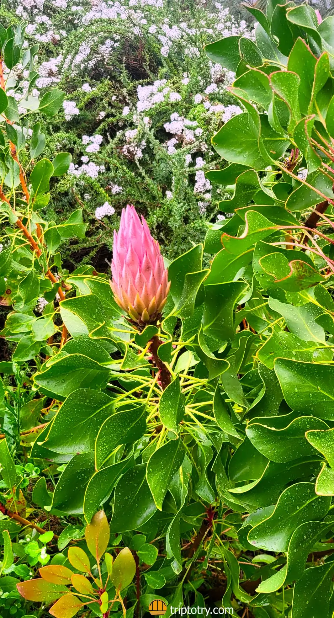 Itinerario Cape Town cosa vedere in 4 giorni - cosa da vedere a Città del Capo: fiore di protea nel giardino botanico di Kirstenbosch a Città del Capo - 4 days in Cape Town itinerary