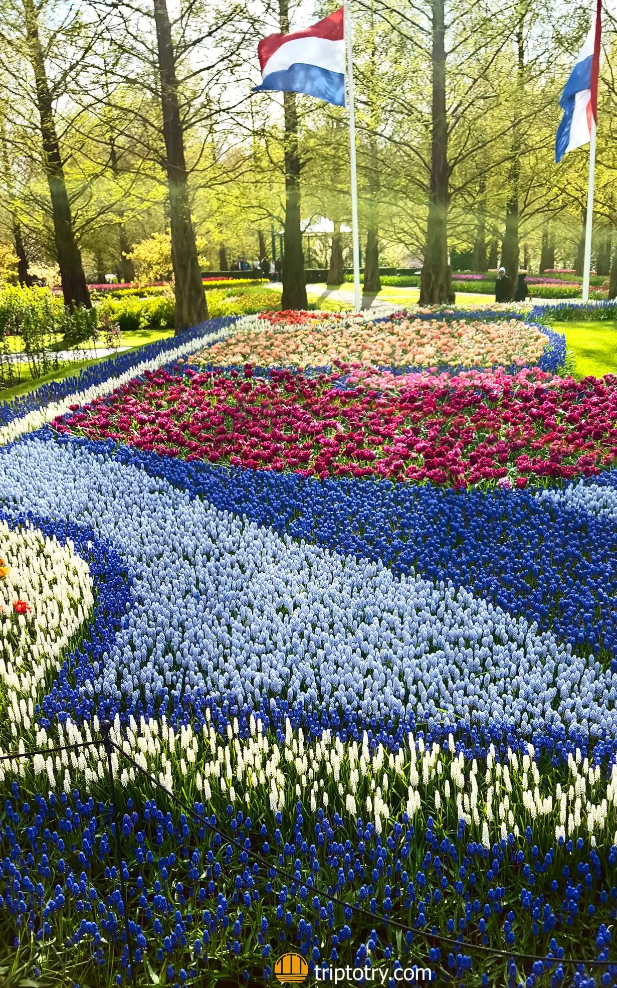 Keukenhof parco dei tulipani Amsterdam - aiuole colorate al parco Keukenhof Amsterdam