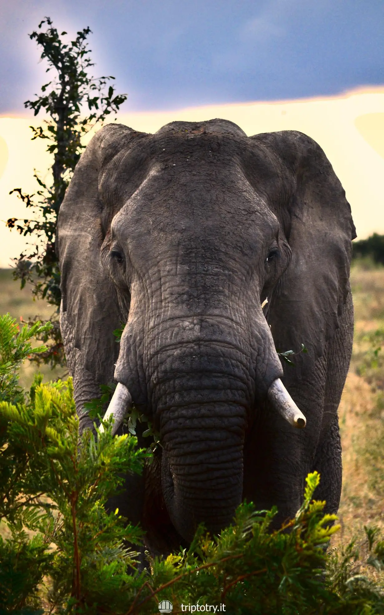 Elefante nella savana che mangia al Kruger National Park in Sudafrica