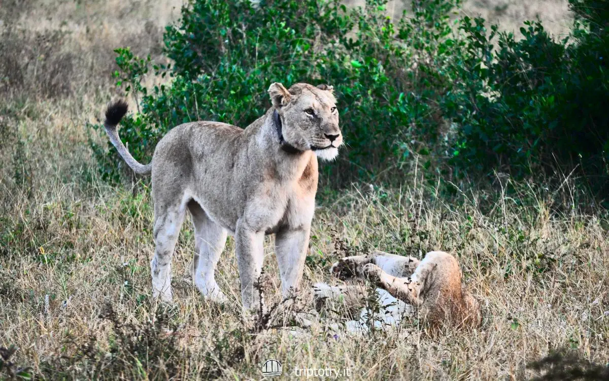 Leonesse che giocano nella savana durante un safari al Kruger National Park in Sudafrica