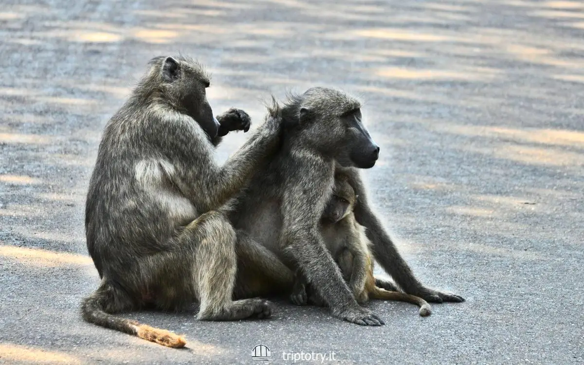 Famiglia di scimmie con cucciolo in mezzo alla strada durante safari al Kruger National Park in Sudafrica