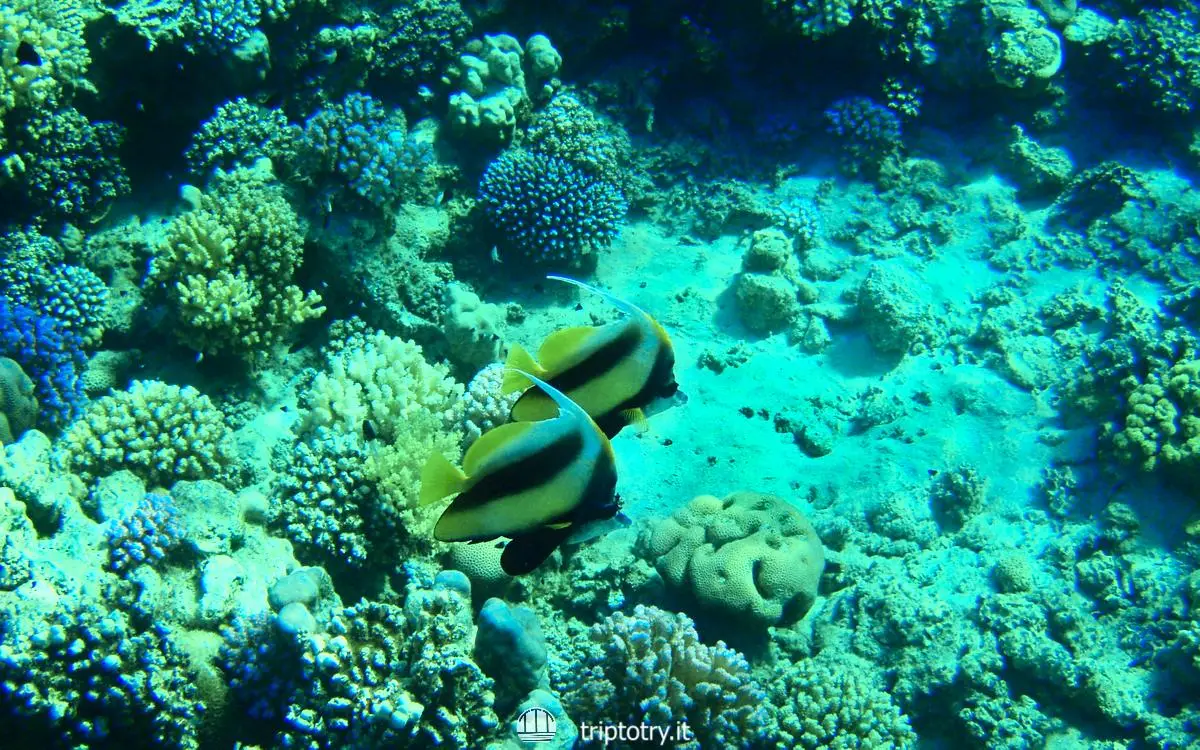 Mete calde in inverno - La barriera corallina e i pesci colorati del Mar Rosso