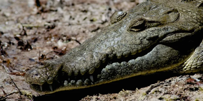 Coccodrillo sulle rive del Rio Lagartos in Messico