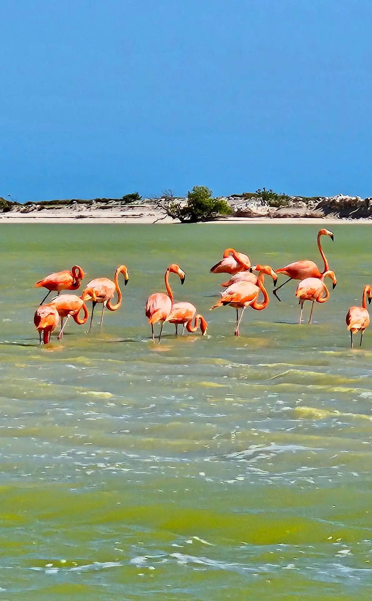 Fenicotteri rosa alla riserva della biosfera di Rio Lagartos in Messico