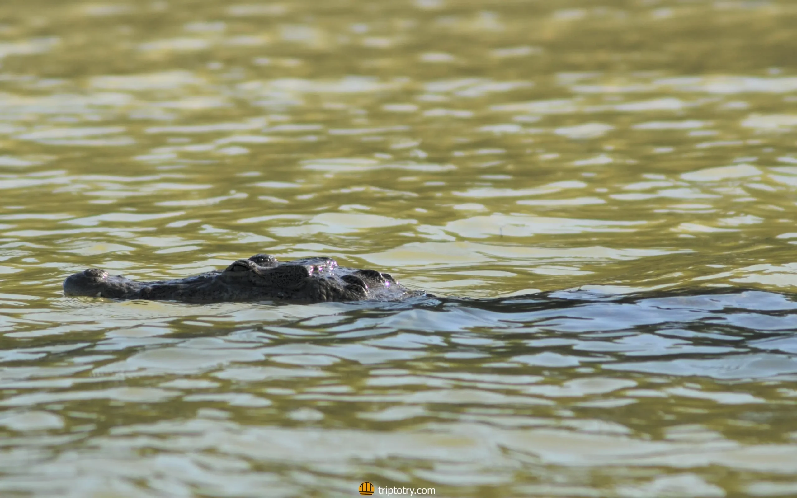 Coccodrillo nel fiume Rio Lagartos in Messico, è uno degli animali che si vedono durante l'escursione al Rio Lagartos