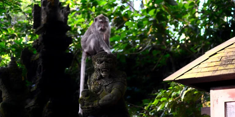 Scimmia su una statua nella Foresta delle scimmie di Ubud a Bali - visit ubud monkey forest