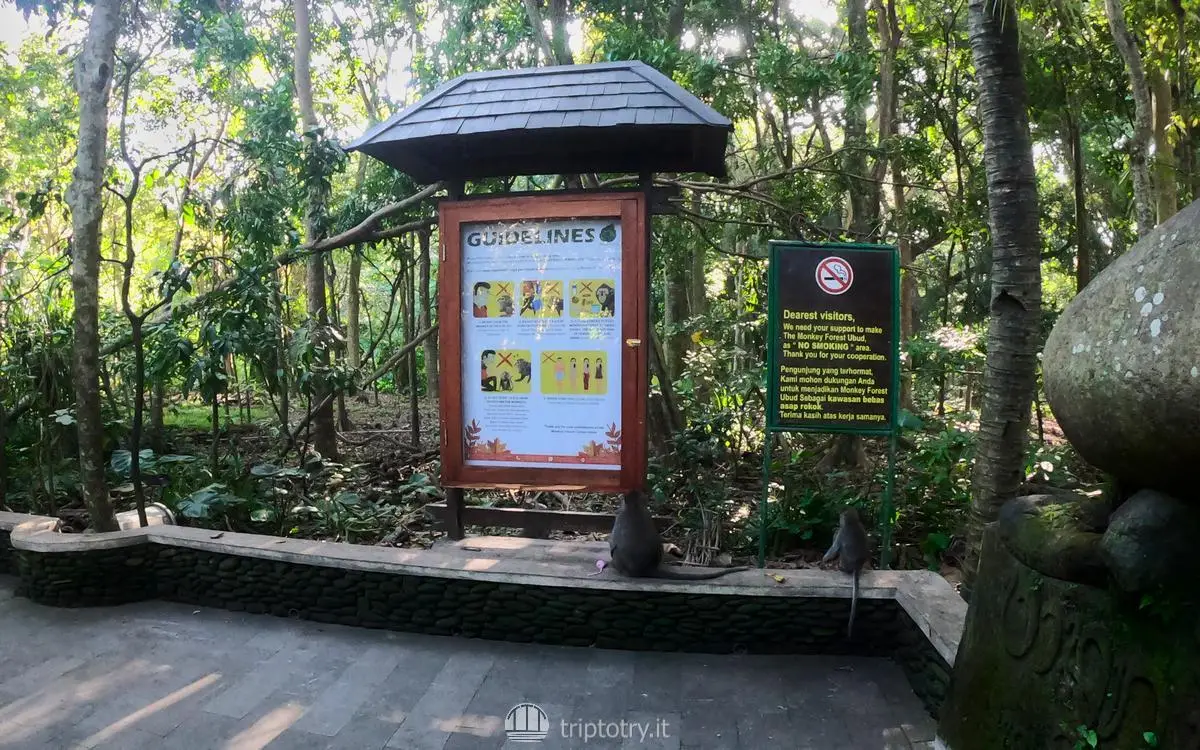 Foresta delle scimmie Ubud scimmie guardano cartello regole - visit ubud monkey forest