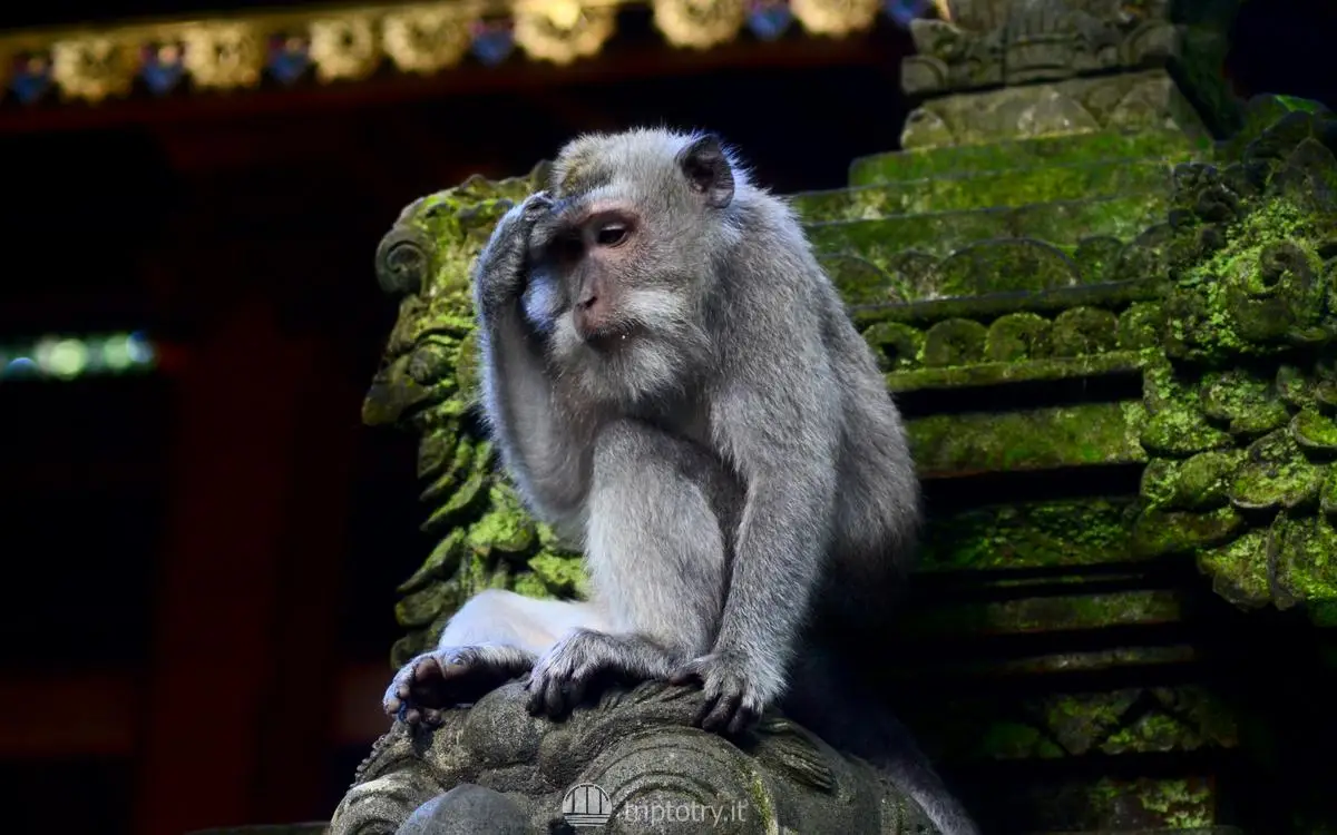 Foresta delle scimmie Ubud scimmia pensierosa seduta su una statua - visit ubud monkey forest
