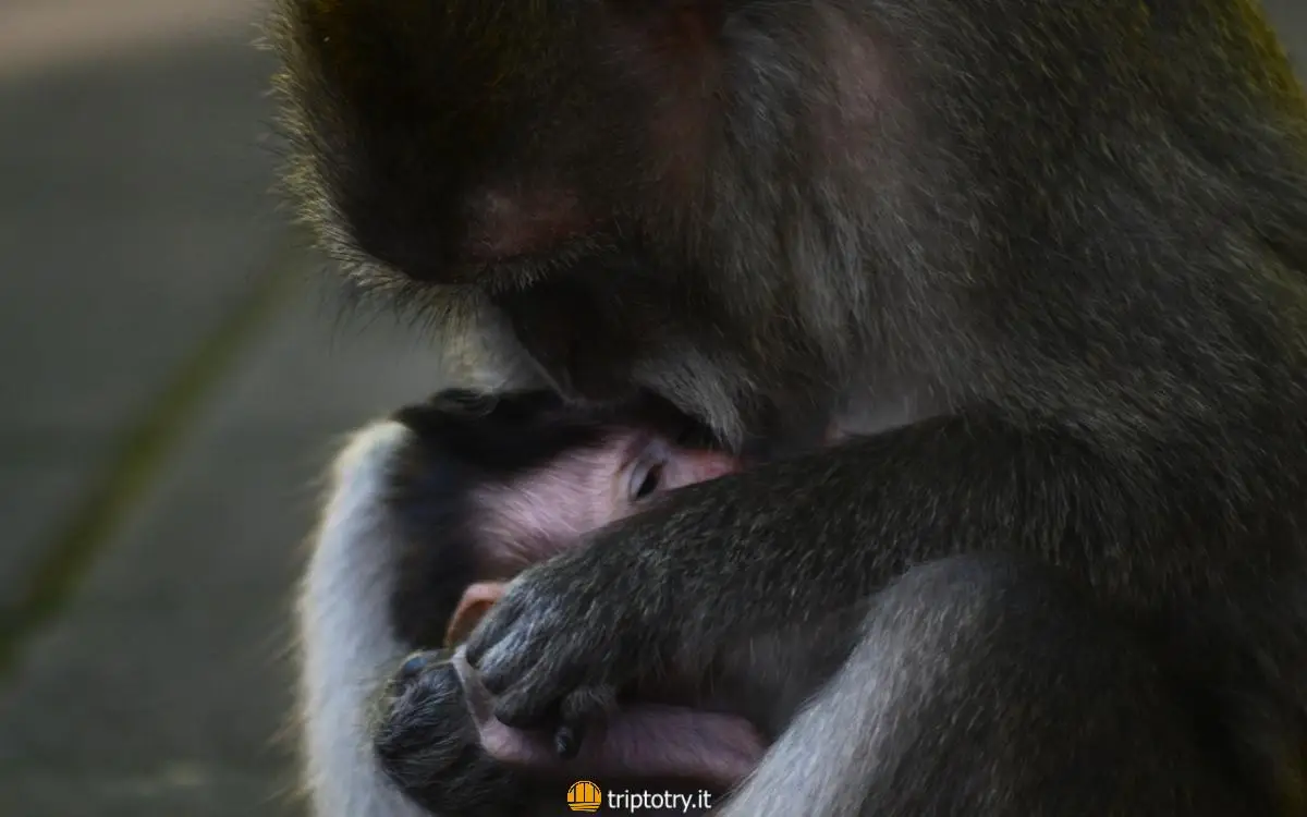 Foresta delle scimmie Ubud mamma con cucciolo - visit ubud monkey forest