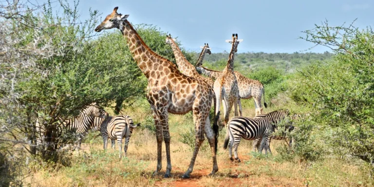 Viaggio in Sudafrica fai da te - giraffe e zebre nel Kruger National Park - South Africa DIY