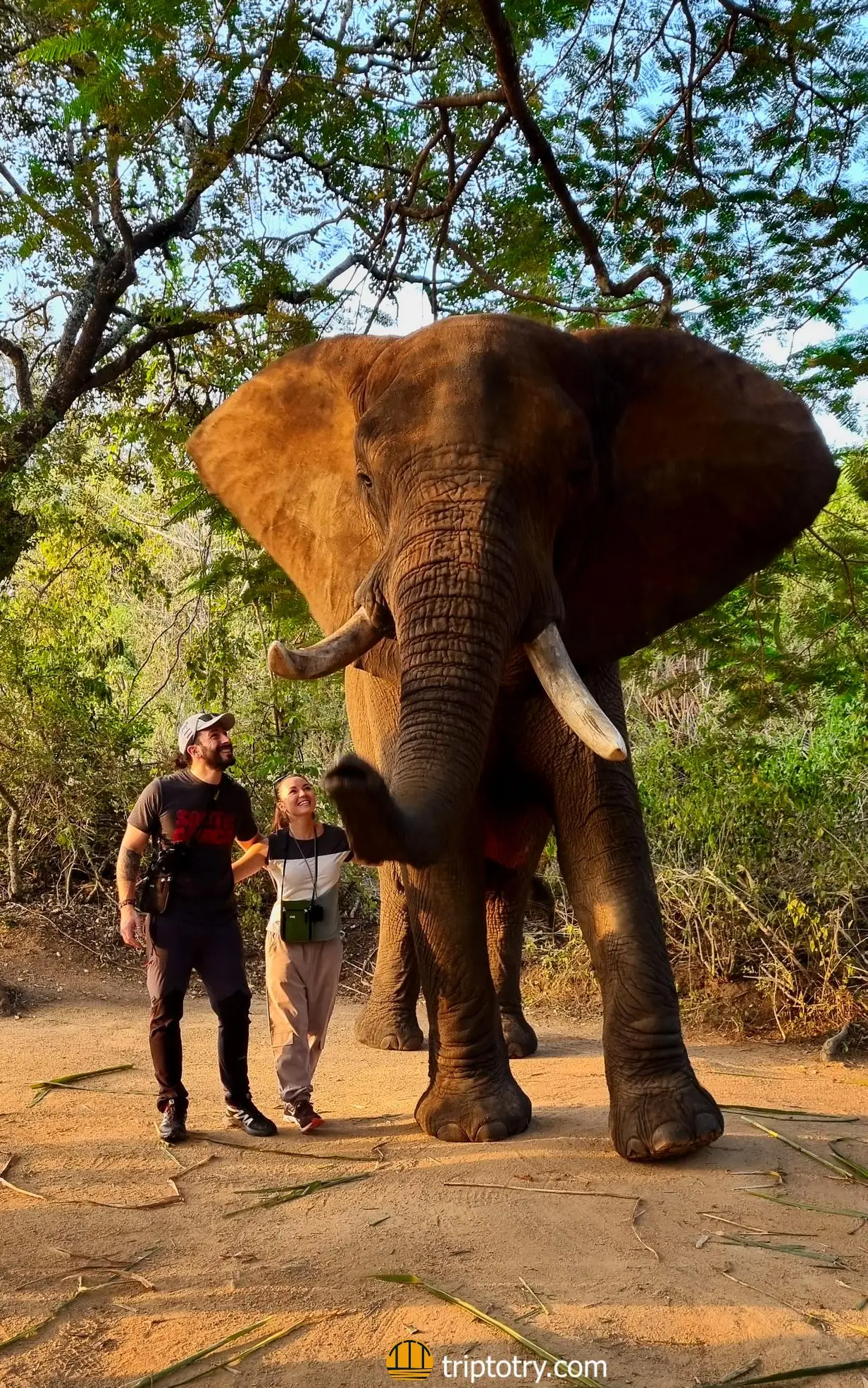 Viaggio in Sudafrica fai da te - Elephant Whispers in Sudafrica - South Africa DIY